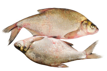 Image showing Two fresh freshwater fish