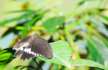 Image showing Butterfly on a leaf. On  background of leaves.