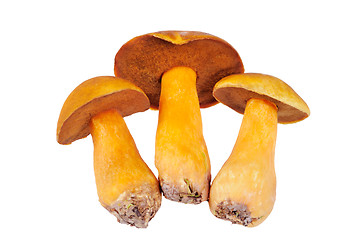 Image showing Three Mushrooms. Russula