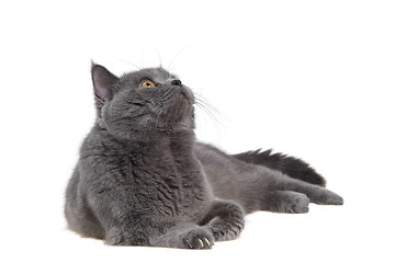 Image showing British cat lying and looking up