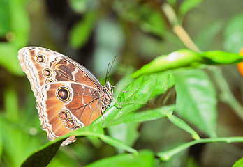 Image showing Butterfly on a leaf. On  background of leaves.