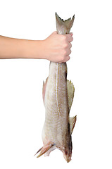 Image showing Raw fish without the head in hand