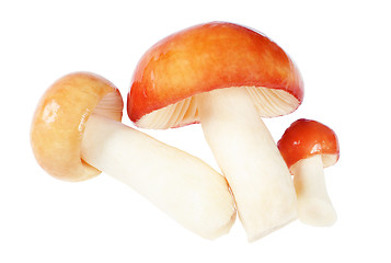 Image showing Three Mushrooms. Russula