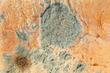 Image showing Moldy bread. Background