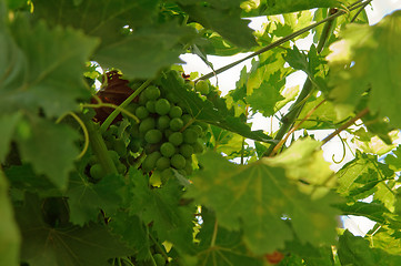 Image showing Bunch of grapes on the vine.