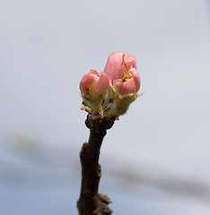 Image showing Apple blossom