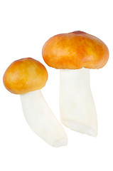 Image showing Two Mushrooms. Russula