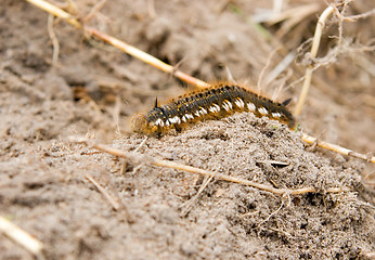 Image showing Caterpillar