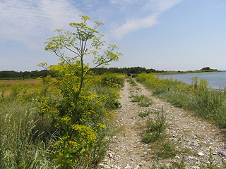 Image showing Summer in Denmark