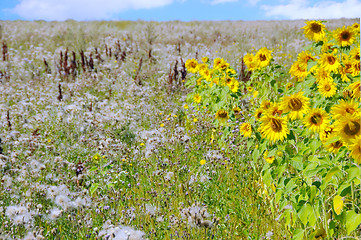 Image showing A beautiful field of flowers