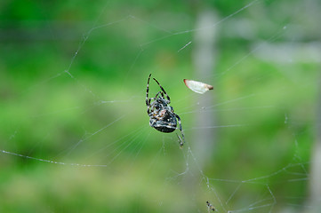 Image showing Spider in the Web