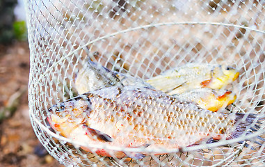 Image showing Fresh fish in the net