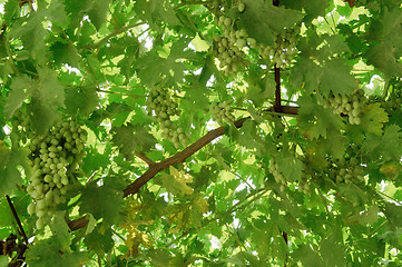 Image showing Bunch of grapes on the vine.