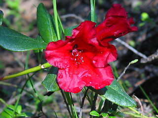 Image showing Rhododendron