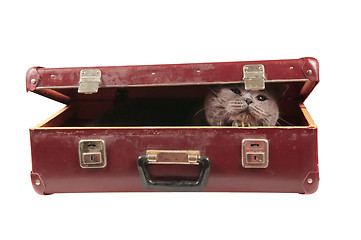 Image showing Cat in the old vintage suitcase