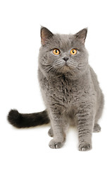 Image showing British cat sits and looking into camera