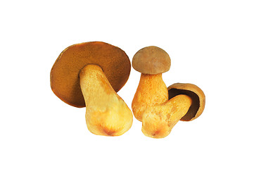 Image showing Three Mushrooms. Russula