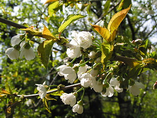 Image showing Blooming cherries