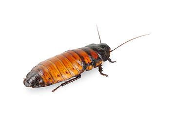 Image showing Madagascar cockroach