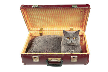 Image showing Cat in the old vintage suitcase