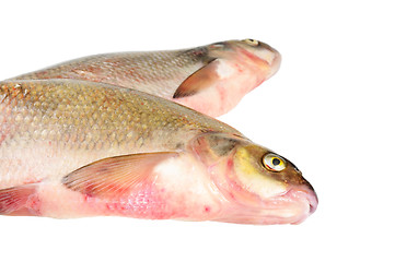 Image showing Two fresh freshwater fish