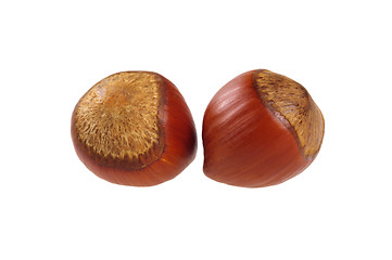 Image showing Two unpeeled hazelnut