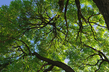 Image showing Branches and green leaves