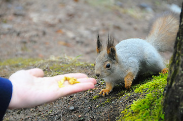 Image showing squirrel being hand fed