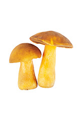 Image showing Two Mushrooms. Russula