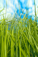 Image showing Green grass against blue sky