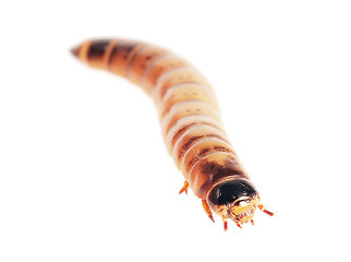 Image showing Insect Zophobas. Macro. Shallow depth of field.