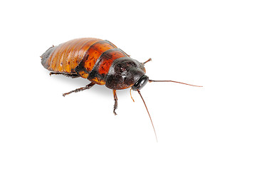 Image showing Madagascar cockroach