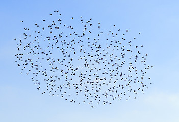 Image showing A flock of birds in the sky