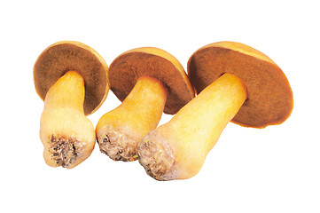 Image showing Three Mushrooms. Russula