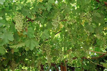 Image showing Bunch of grapes on the vine.