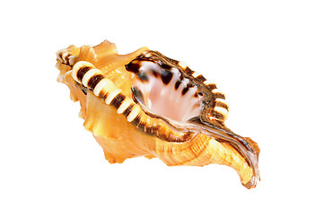 Image showing Old seashell