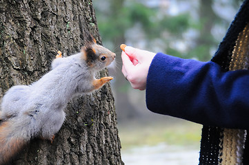 Image showing squirrel being hand fed