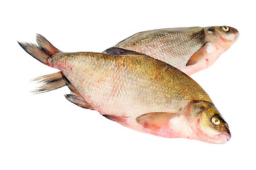 Image showing Two fresh freshwater fish