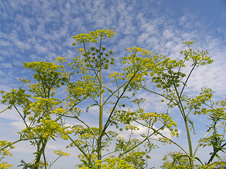 Image showing Summer in Denmark