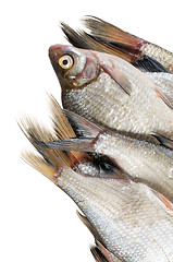 Image showing Several fresh freshwater fish