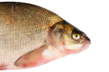 Image showing Fresh freshwater fish Bream.