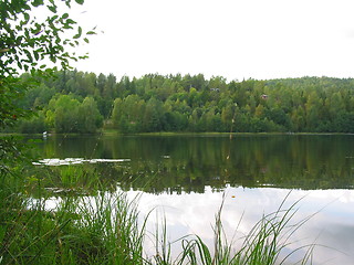 Image showing Waterlillies in the lake