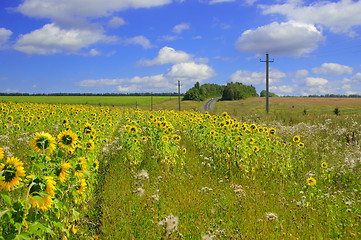 Image showing A beautiful field of flower