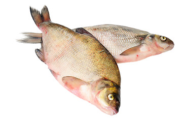 Image showing Two fresh freshwater fish
