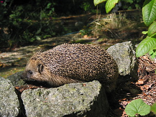 Image showing Hedgehog