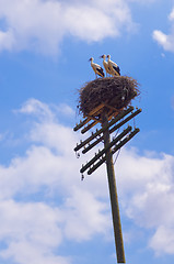 Image showing Stork in a nest