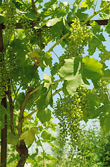 Image showing Bunch of grapes on the vine.