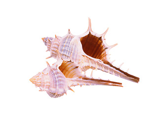 Image showing Old seashell