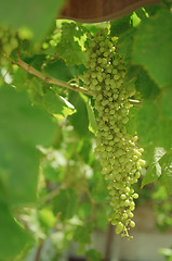 Image showing Bunch of grapes on the vine.