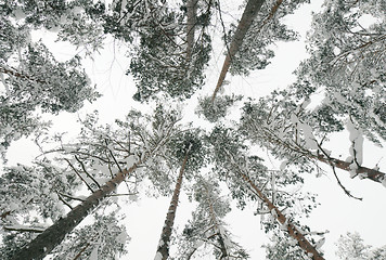 Image showing Snow-covered tops of the trees in the forest